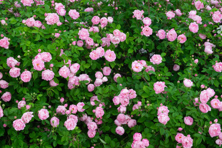 Beautiful pink blooming roses background. Peony roses.の写真素材