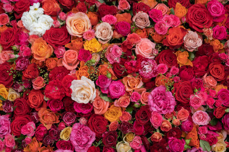 Rose background. Colorful flowers wall background with amazing roses.   Blooming roses festive background, bouquet floral card. Fresh beautiful roses, top view, flat lay.の写真素材