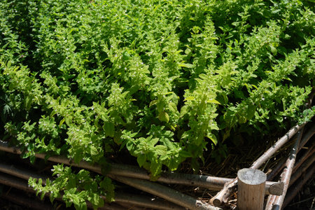 Healthy lemon balm in apothecary garden. Melissa officinalis or balm mint medicinal plant....
