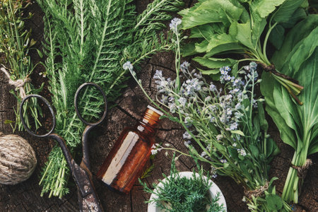 Medicinal infusion bottle, mortar and bunches of fresh medicinal herbs - forget me not, plantain, juniper, yarrow, shepherd purse, viburnum leaves. Top view, flat lay. Alternative herbal medicine.の写真素材