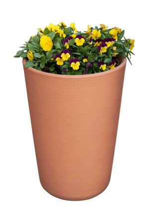 Beautiful pansies, violets, violas growing in the flowerpot. Viola tricolor spring flowers in flower pot, isolated on white. Urban landscape design element.の写真素材