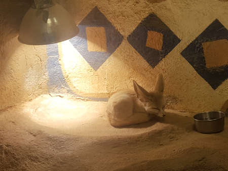 Desert Fox sleepingの写真素材