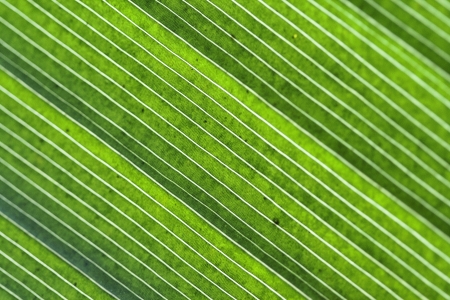 Slanting green leaf backgroundの写真素材