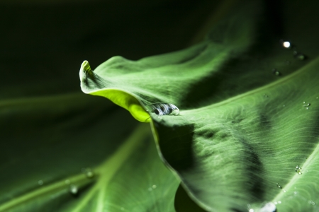 Water drop on leafの写真素材