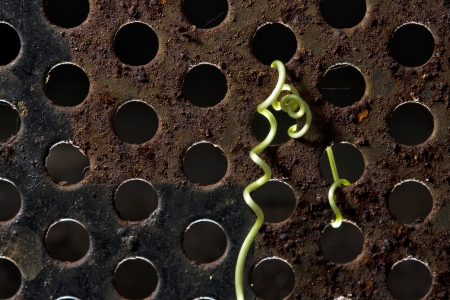 Steel with plants and rust の写真素材
