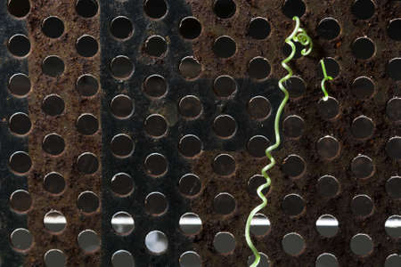 Steel with plants and rust の写真素材