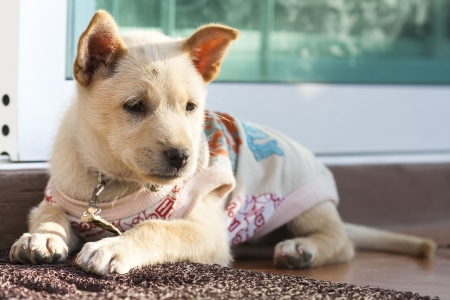 White puppy waiting at the door の写真素材