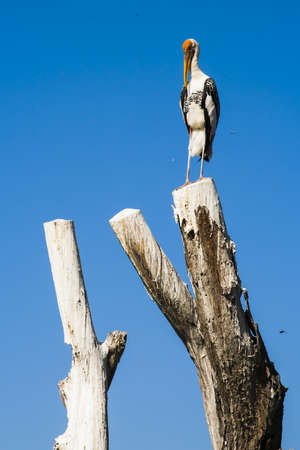 Painted Stork , a lone bird standing on a log の写真素材