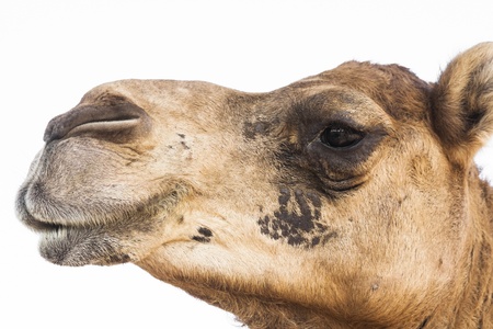 Camel headshot の写真素材
