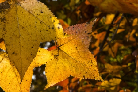 Maple Leaves の写真素材