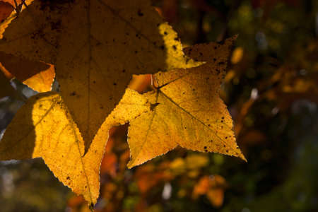 Maple Leaves 