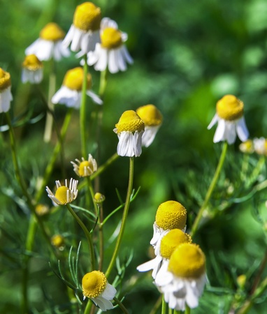 Daisy wither in gardenの写真素材