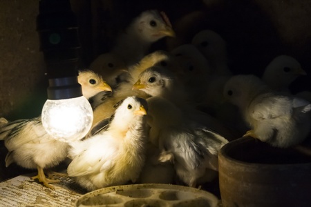 Newborn chick with traditional incubatorの写真素材