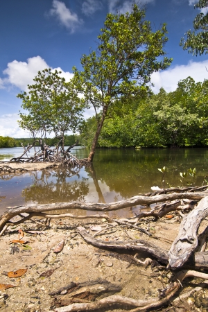 Mangroves and blue sky の写真素材