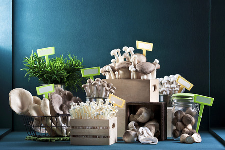 Group of mushroom  Buna buna-shimeji , Oyster mushroom , Abalone Mushroom , King Oyster Mushroom ,  golden  needle mushroom , straw mushroom in dark green background  の写真素材