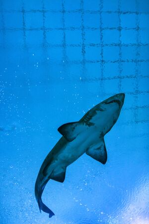 Shark against blue water in Aquarium の写真素材