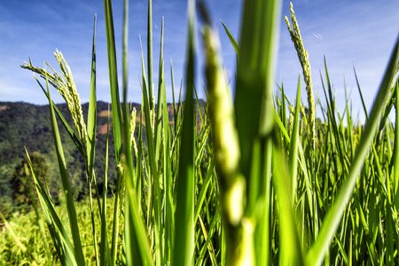 Paddy rice field in blue sky and mountain background の写真素材