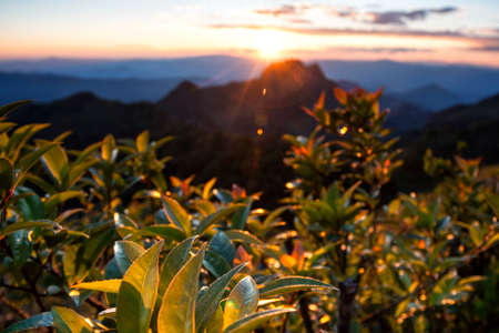 Treetop and sunset in  mountain Background の写真素材