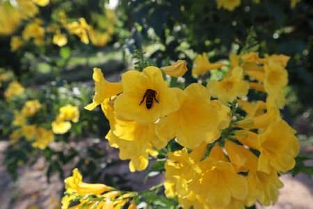Beautiful yellow flower with small bee