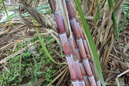 red sweet sugarcane in fieldの写真素材