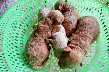 adorable small puppy in green basketの写真素材
