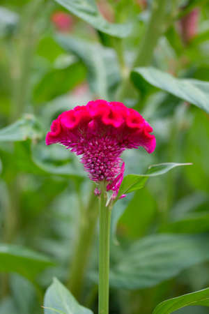 Pink color of Fresh flower cockscomb in the garden on bright day