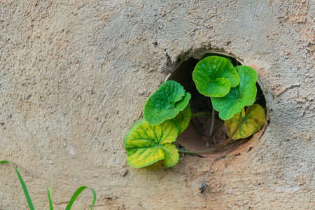 Blossoming against all oddsの写真素材