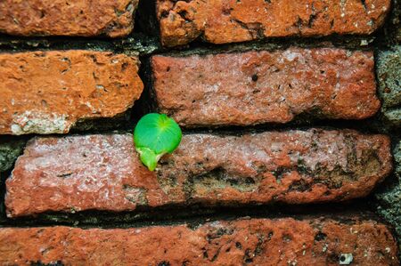 small life on the old wall bricks to show fighting of life to continue live の写真素材