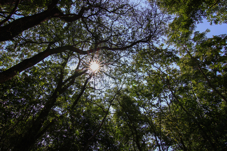 green forest and sun on the blue sky, nature concept.の写真素材