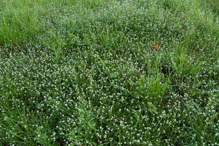little white flower pattern in the nature , background concept.の写真素材
