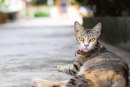 close up yellow cat laying on street (background)