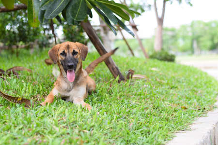 close up brown homeless dog laying on grass in park (background)の写真素材