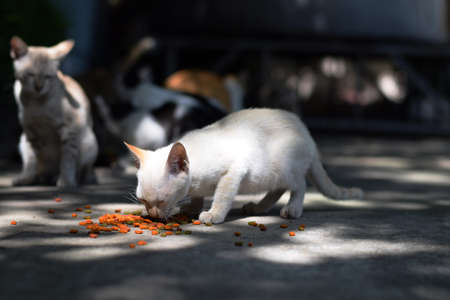 close up white homeless cat eating on street (background)の写真素材