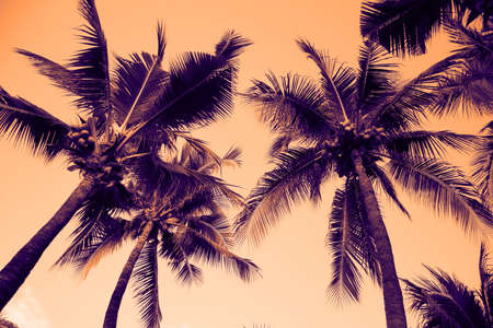 Silhouette palm tree with vintage filter (background)の写真素材
