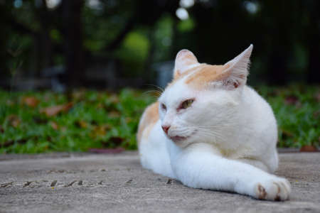 close up white homeless cat laying on street in park (background)の写真素材