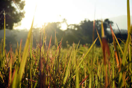 Grass fields and sunshine ray at morning backgroundの写真素材