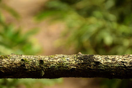 Single dry tree branch in jungle backgroundの写真素材