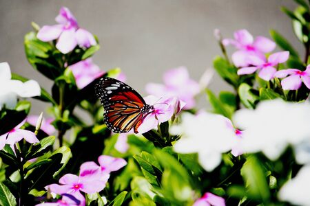 Beauty butterfly with flower.