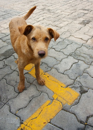 Lovely Dog.の写真素材