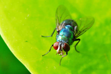 Flyの写真素材