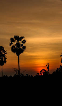 Sugar palm siluet