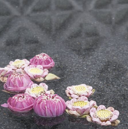  lotus