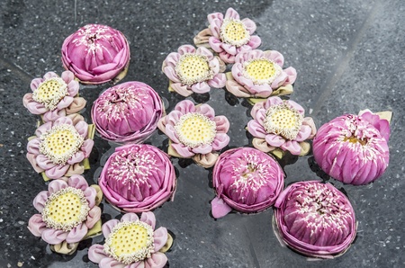 Pink lotusの写真素材