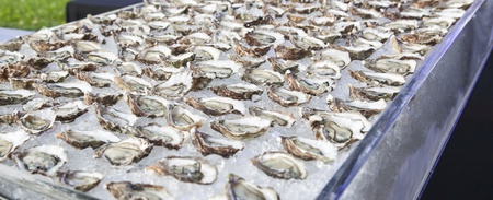 Raw oyster  buffet