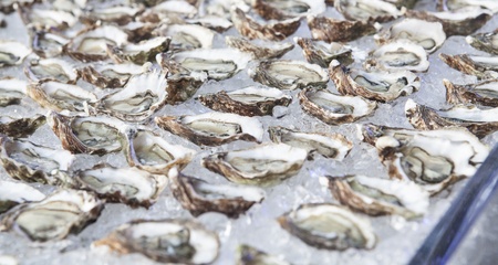 Raw oyster  buffetの写真素材