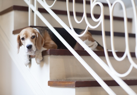 Lonely dog の写真素材