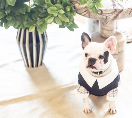 Pugの写真素材