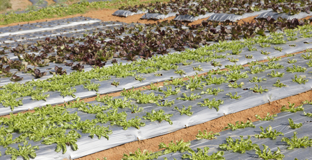 vegetable garden