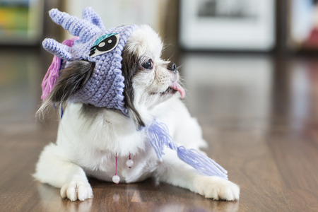 small dog in the hat walkingの写真素材