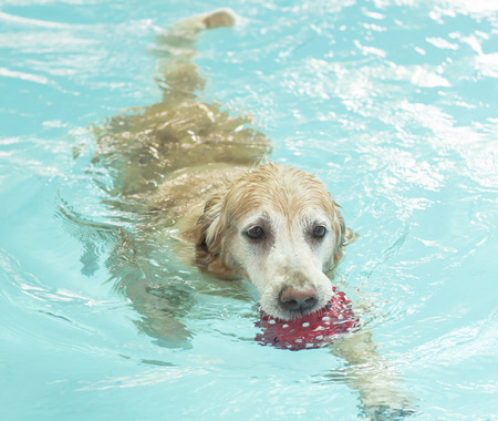 dog at a pool
